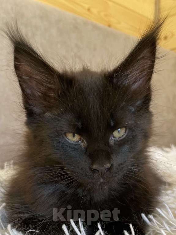 Кошки в других городах Приморского края: Шикарные котята Мальчик, 25 000 руб. - фото 3