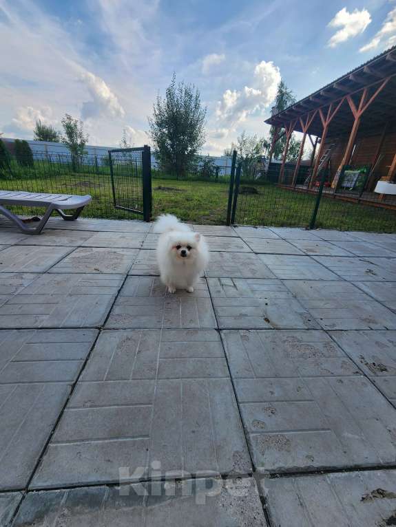 Собаки в Москве: Девочка померанского шпица из племенного питомника Девочка, 10 000 руб. - фото 2