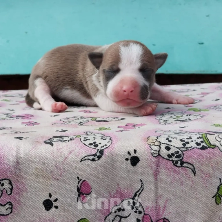 Собаки в Оренбурге: Щенки Стаффа Мальчик, 50 000 руб. - фото 4