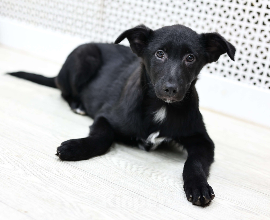 Собаки в Москве: Щенки бесплатно в Москве Девочка, Бесплатно - фото 1