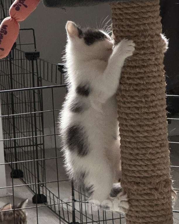 Кошки в Воронеже: Черно белый котенок Мальчик, Бесплатно - фото 2