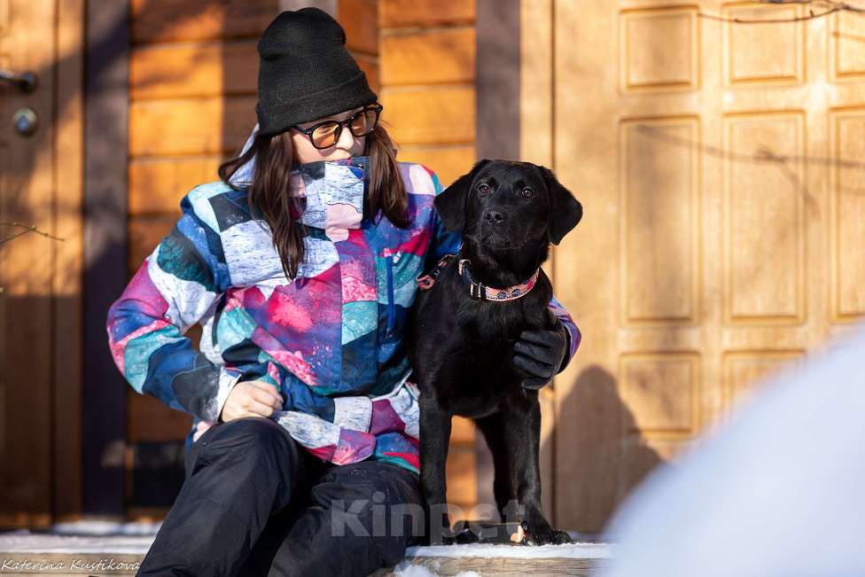 Собаки в Москве: Черный щенок лабрадора  Девочка, 50 000 руб. - фото 3