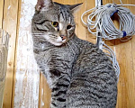 Кошки в Калуге: Барсик – само обаяние, полосатый позитив. Молодой кот в добрые руки. Мальчик, Бесплатно - фото 4