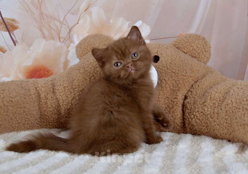 Кошки в Санкт-Петербурге: Британский котик окраса циннамон  Мальчик, 50 000 руб. - фото 5