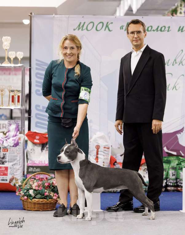 Собаки в Москве: Щенок амстаффа Мальчик, 85 000 руб. - фото 6