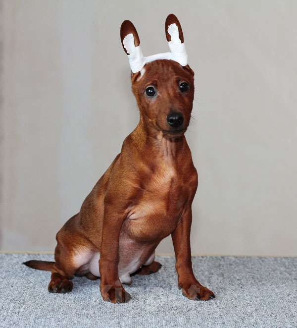 Собаки в Санкт-Петербурге: Цвергпинчер щенок мальчик Мальчик, Бесплатно - фото 1