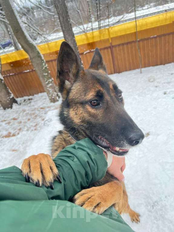 Собаки в Москве: Барди ищет семью,2г,30кг,Привит, Кастрирован  Мальчик, Бесплатно - фото 4