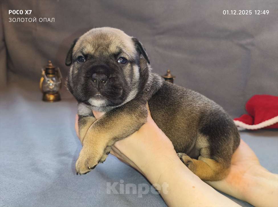 Собаки в Санкт-Петербурге: Кадебо щенки Мальчик, 70 000 руб. - фото 4