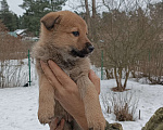 Собаки в Приозерске: Отдам щенков в хорошие руки Девочка, Бесплатно - фото 1