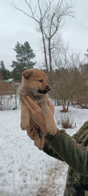 Собаки в Приозерске: Отдам щенков в хорошие руки Девочка, Бесплатно - фото 1
