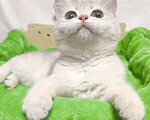 Кошки в Москве: Голубая золотая шиншилла Девочка, 40 000 руб. - фото 4