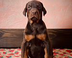 Собаки в Чехове: Крупные щенки добермана РКФ Мальчик, 70 000 руб. - фото 4