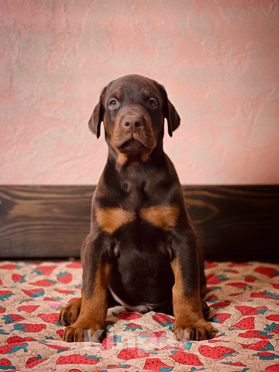 Собаки в Чехове: Крупные щенки добермана РКФ Мальчик, 70 000 руб. - фото 4
