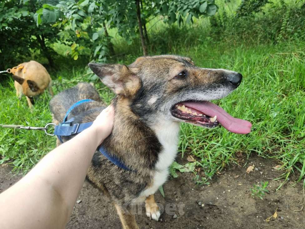 Собаки в Москве: Бетти Девочка, Бесплатно - фото 5