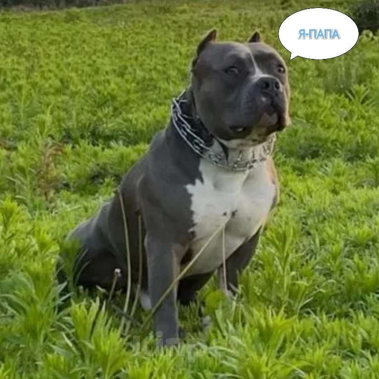 Собаки в Липецке: Щенки. Голубой амстафф.  Девочка, 80 000 руб. - фото 2