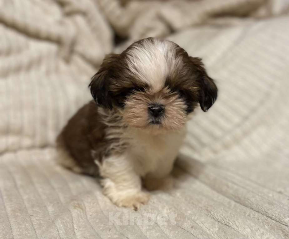 Собаки в Санкт-Петербурге: Очаровательная девочка ши тцу  Девочка, 35 000 руб. - фото 1