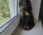 Кошки в Кстово: Отдам котенка в добрые руки Девочка, Бесплатно - фото 2