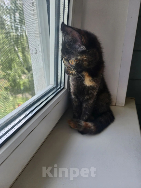 Кошки в Кстово: Отдам котенка в добрые руки Девочка, Бесплатно - фото 2