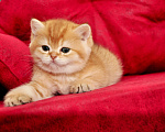 Кошки в Краснодаре: Бритаский мальчик шоколадное золото Мальчик, 40 000 руб. - фото 4