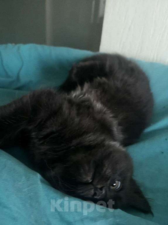 Кошки в Москве: Мейн-кун котёнок Мальчик, 14 870 руб. - фото 3