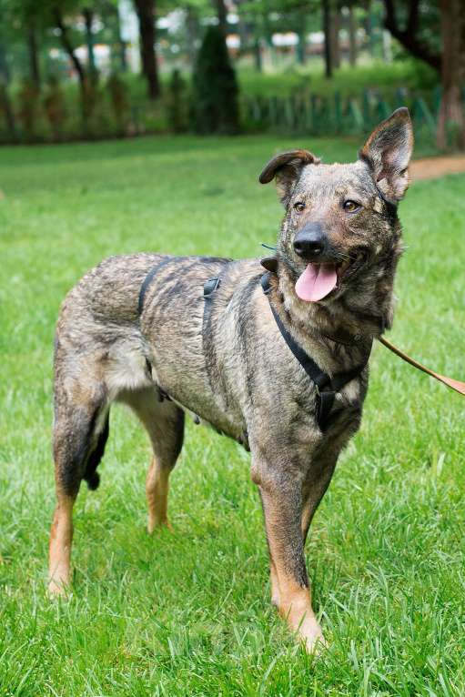 Собаки в Москве: Собака для людей без опыта Девочка, Бесплатно - фото 5