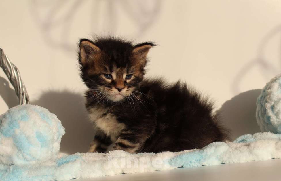 Кошки в Екатеринбурге: Котёнок мейн-кун Кабалерон Мальчик, 70 000 руб. - фото 5
