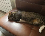Кошки в Москве: В Добрые Руки Мальчик, Бесплатно - фото 3