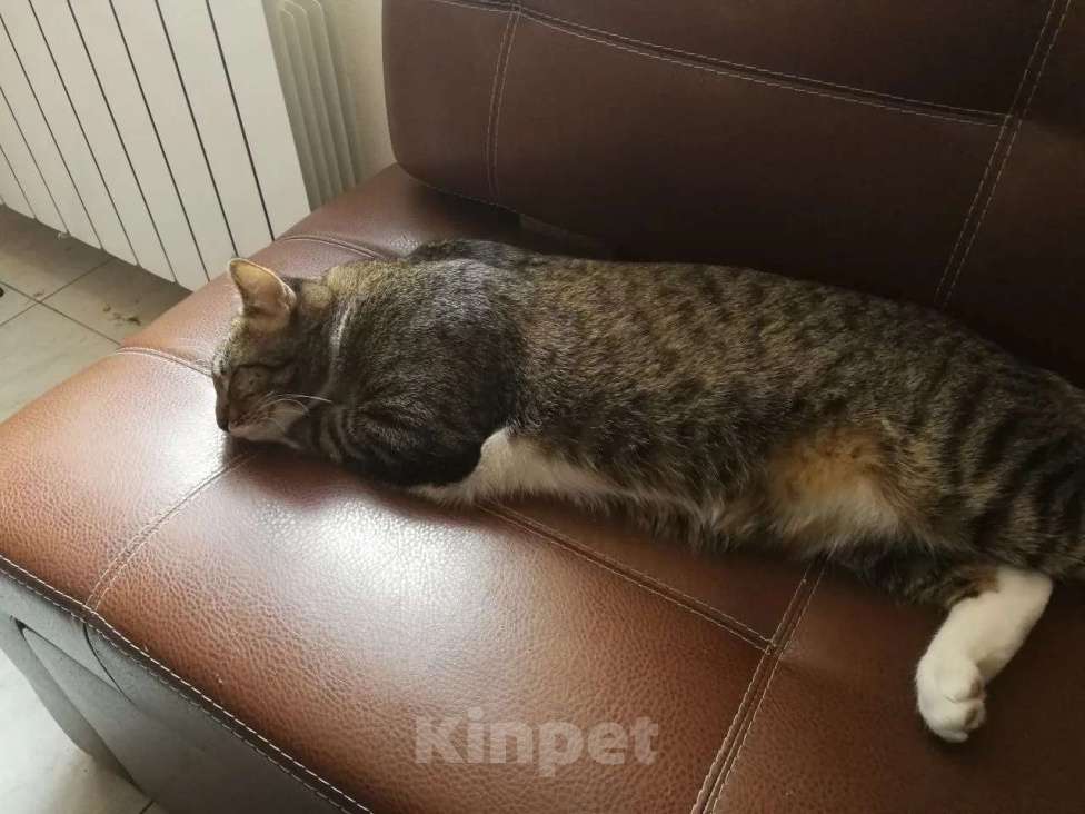 Кошки в Москве: В Добрые Руки Мальчик, Бесплатно - фото 3