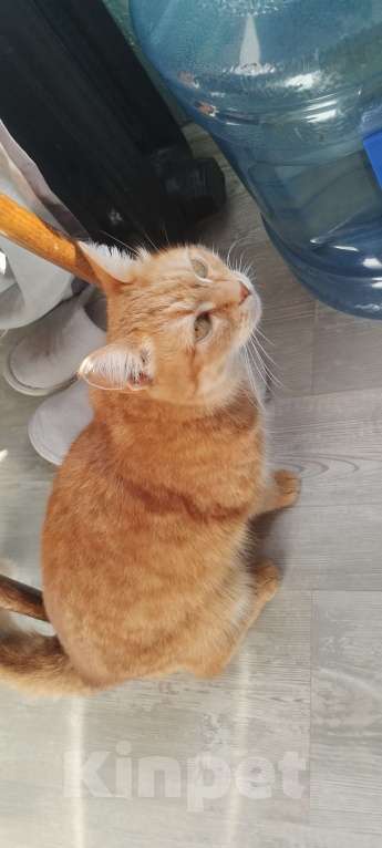 Кошки в Казани: Потерялась в районе улицы малая армавирская  Девочка, Бесплатно - фото 3