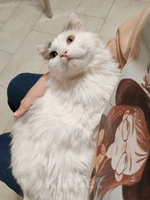 Кошки в Москве: Пушистый Джерик ищет дом Мальчик, Бесплатно - фото 3