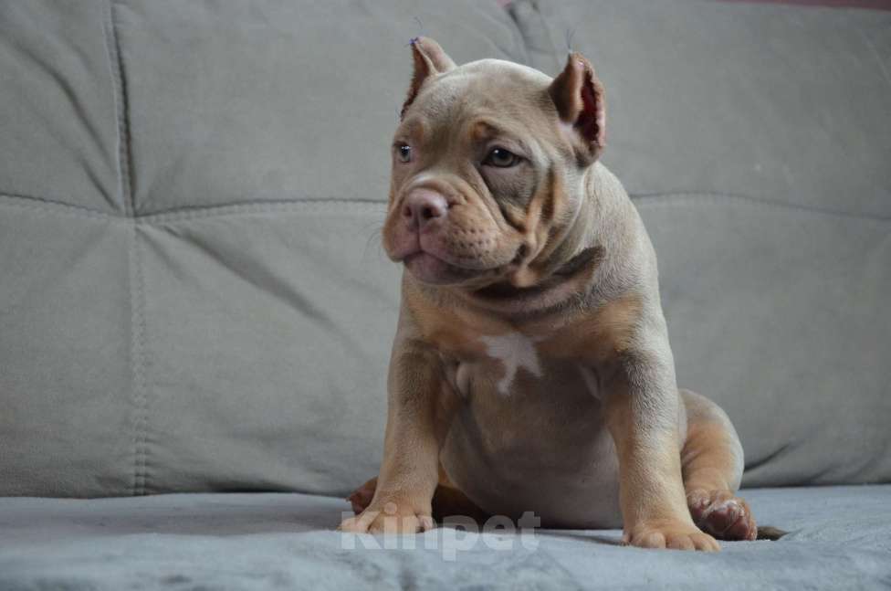 Собаки в других городах Тверской области: Американский Булли 6.09.2025 покет /стандарт  Девочка, 130 000 руб. - фото 3