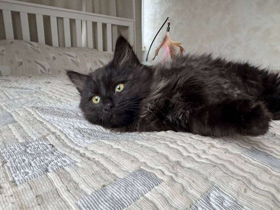 Кошки в Москве: котенок Зитта ищет дом Девочка, Бесплатно - фото 3