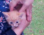 Кошки в Санкт-Петербурге: Котенок рыжий Девочка, Бесплатно - фото 3