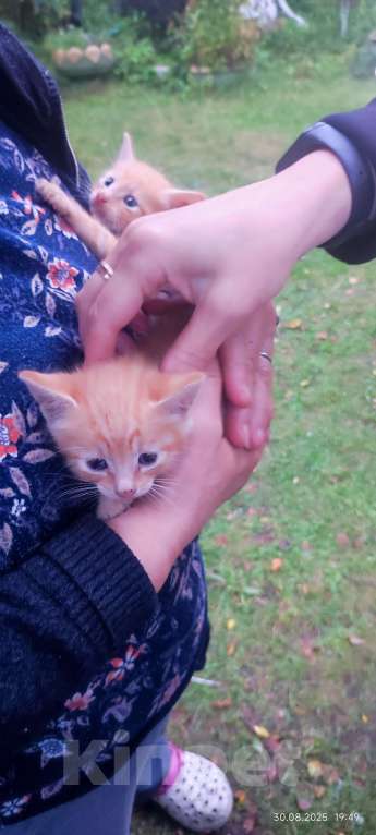 Кошки в Санкт-Петербурге: Котенок рыжий Девочка, Бесплатно - фото 3