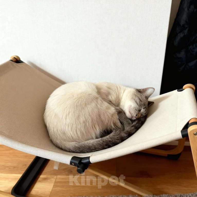 Кошки в Москве: кот Айс ищет дом Мальчик, 10 руб. - фото 2