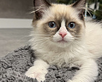 Кошки в Краснодаре: Рэгдолл котенок Девочка, 56 000 руб. - фото 2