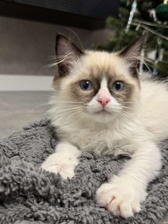 Кошки в Краснодаре: Рэгдолл котенок Девочка, 56 000 руб. - фото 2