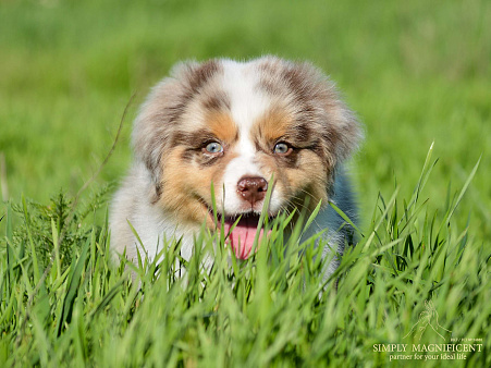 щенки австралийской овчарки (аусси) РКФ