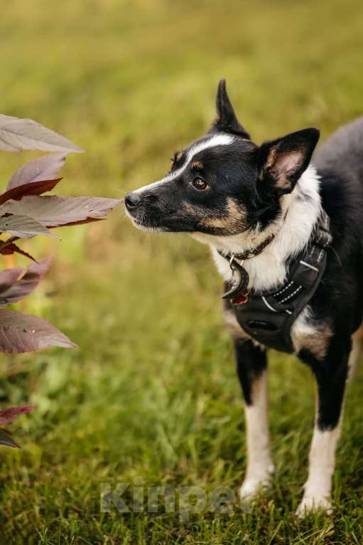 Собаки в Москве: Очаровательная маленькая собачка Налла в дар Девочка, 1 руб. - фото 10