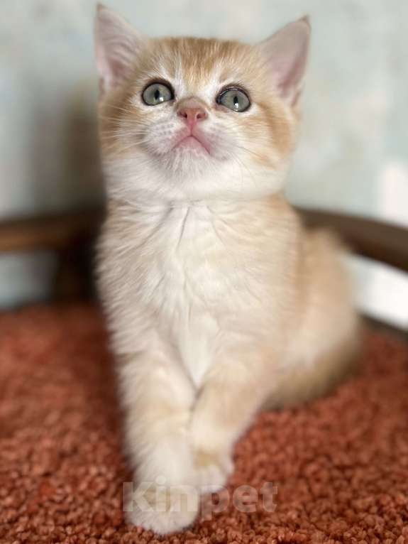 Кошки в Москве: Шотландская Золотая кошечка Шиншилла  Девочка, 35 000 руб. - фото 6