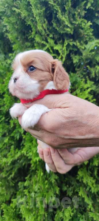 Собаки в Санкт-Петербурге: Красивый мальчик кавалер Кинг Чарльз спаниель,д.р.11.08.24. будет готов к переезду в 20 числах ок. Мальчик, Бесплатно - фото 4