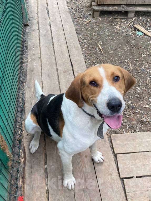 Собаки в других городах Московской области: Русская гончая ищет дом Мальчик, Бесплатно - фото 4