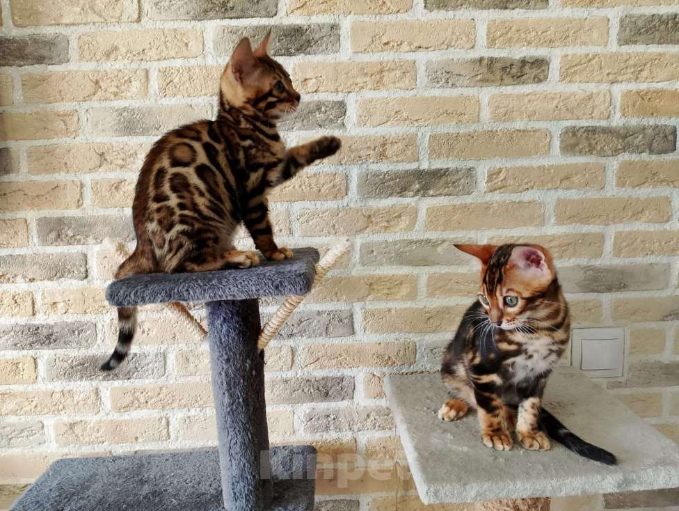 Кошки в Москве: Бенгальские котята Мальчик, 15 000 руб. - фото 2