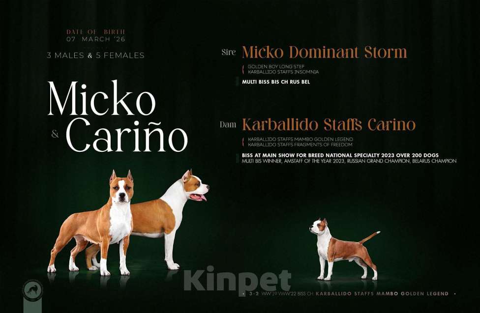 Собаки в других городах Московской области: Американского стаффордширского терьера щенки Девочка, 120 000 руб. - фото 7