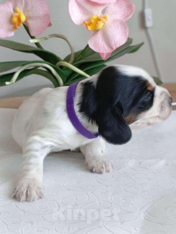 Собаки в Москве: Русский охотничий спаниель мальчик Мальчик, 50 000 руб. - фото 7