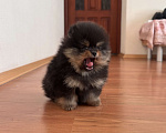Собаки в Санкт-Петербурге: Мини мальчики померанского шпица , Бинго и Чарли Мальчик, 60 000 руб. - фото 7