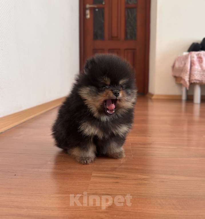 Собаки в Санкт-Петербурге: Мини мальчики померанского шпица , Бинго и Чарли Мальчик, 60 000 руб. - фото 7
