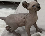 Кошки в других городах Краснодарского края: Эльф сфинкс котенок Мальчик, 20 000 руб. - фото 1