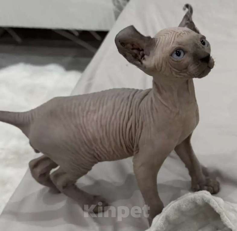 Кошки в других городах Краснодарского края: Эльф сфинкс котенок Мальчик, 20 000 руб. - фото 1