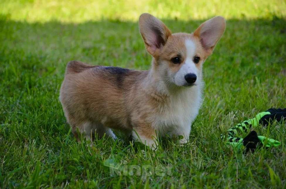 Собаки в Москве: Корги Мальчик, 49 999 руб. - фото 2
